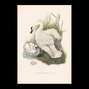 Peut inclure: Une estampe vintage représentant deux cygnes, un adulte et un jeune, dans un cadre naturel. Le cygne adulte se tient avec ses ailes partiellement déployées, tandis que le jeune nage dans un étang. Un œuf se trouve à proximité. L'estampe est intitulée "Hockschwan-Cygnus olor (Gmelin)".