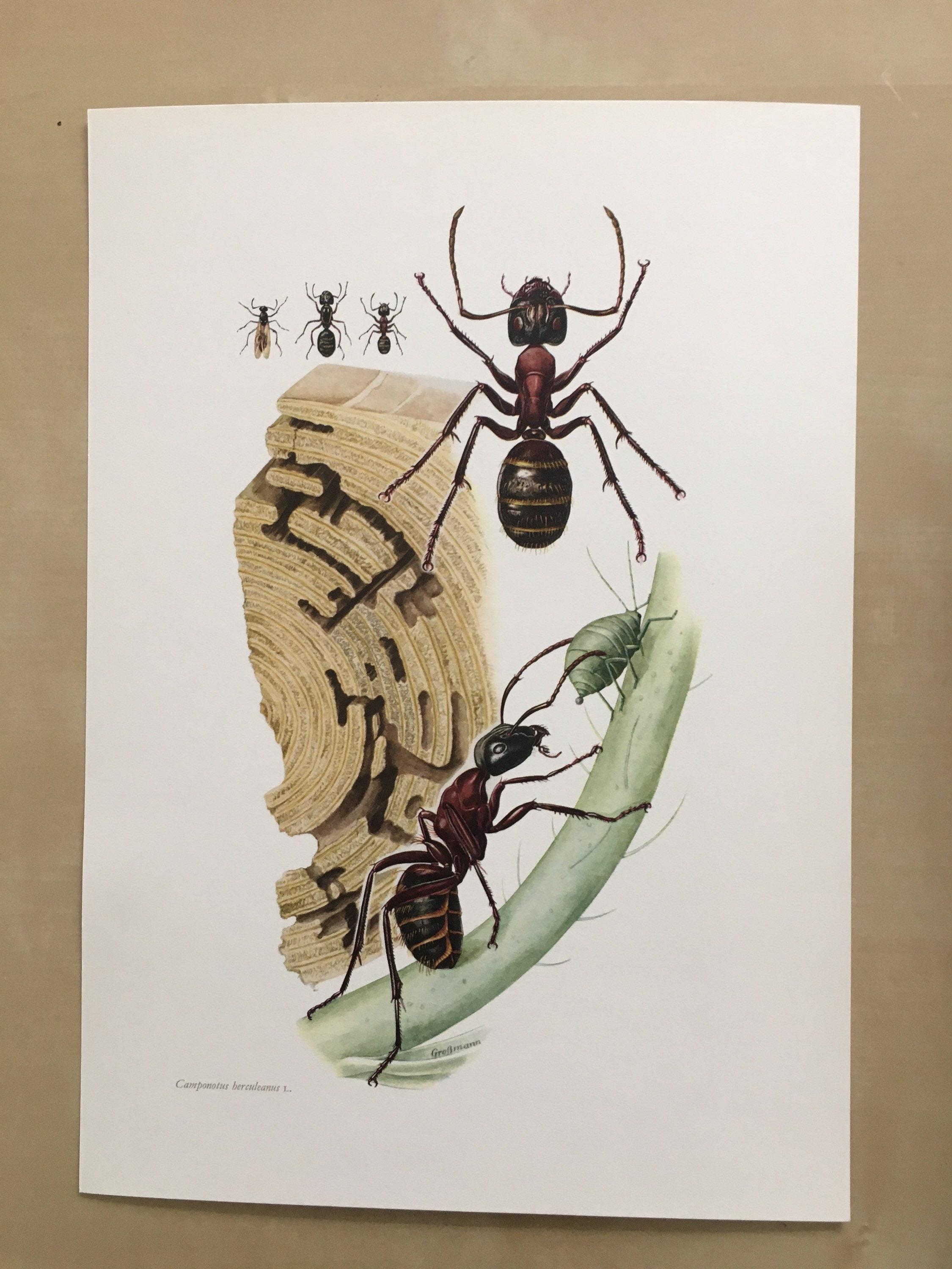 1960 HERCULES ANT Print - Original Vintage Insect Print - Bugs ...