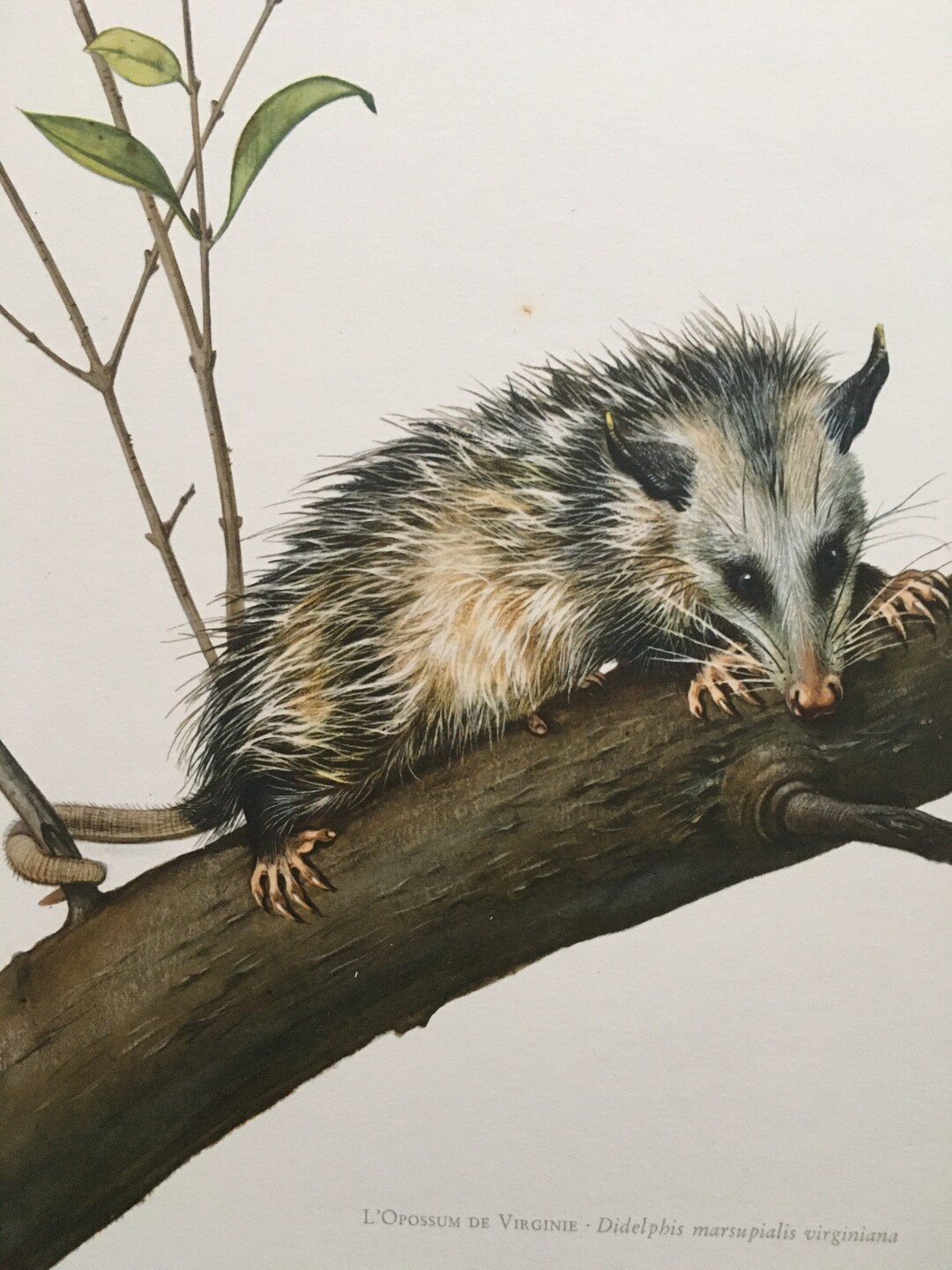 1960 VIRGINIA OPOSSUM Print Vintage Zoology Print Wildlife - Etsy