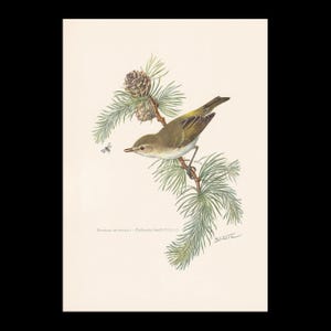 May include: A vintage botanical illustration of a small bird perched on a pine branch with a pine cone. The bird has olive-green and yellow plumage. A small insect is near the bird. The illustration is on a cream-colored background.