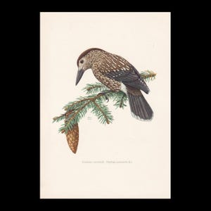 Puede incluir: Una impresión vintage de un pájaro posado en una rama de pino con una piña. El pájaro tiene plumas marrones, blancas y negras. La impresión tiene un fondo color crema.