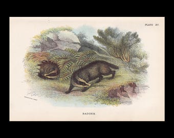 Druk z borsukiem z 1896 r. – Druk z historią naturalną – Grafika ścienna z borsukiem – Antyczny druk z borsukiem – Sztuka ścienna ze zwierzętami – 7 x 4,7 cala