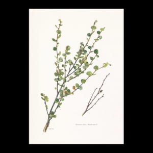 1960 DWARF BIRCH Print - Botanical Print - Tree Illustration - Tree Wall Art - Vintage Tree Print  - 7.5 x 10.6 Inches