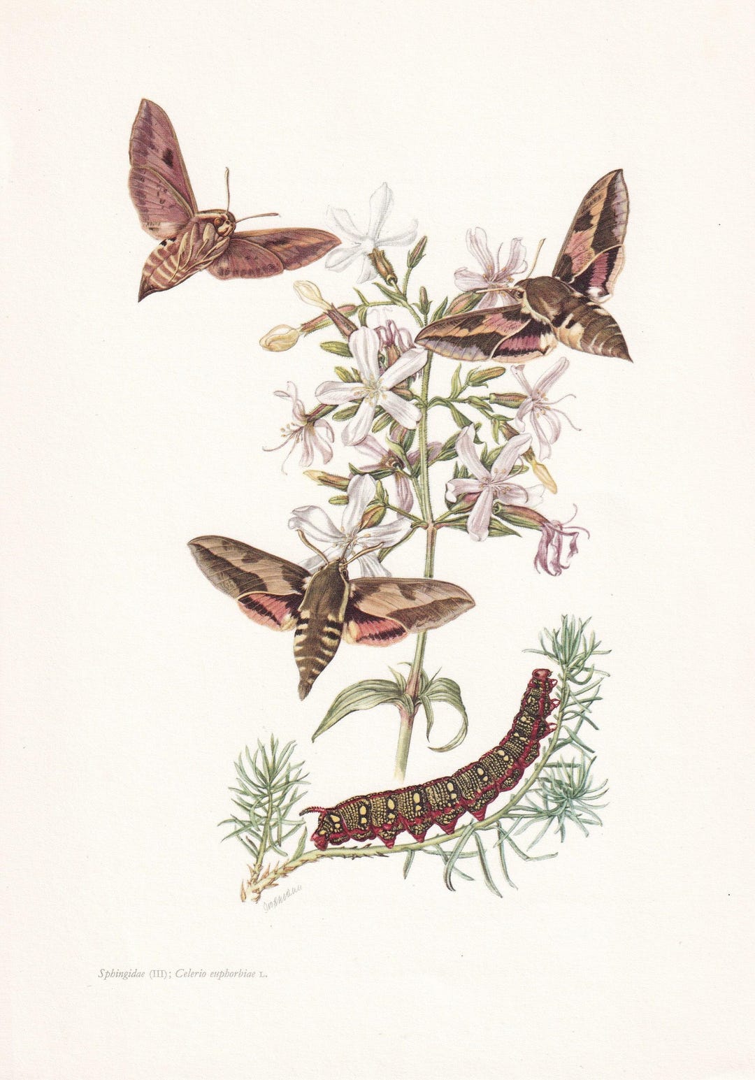 Original 1960 SPURGE HAWK MOTH Print - Original Vintage Insect Print ...
