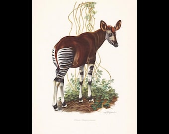 1960 OKAPI-afdruk - vintage dierenprint - zoogdierillustratie - muurkunst - 7,5 x 10,6 inch