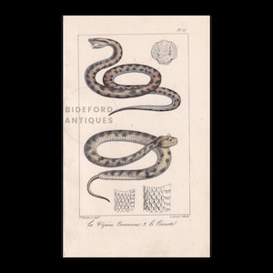 Grabado de 1834 coloreado a mano de víbora cornuda y áspid - Grabado antiguo - Lacepede - Arte mural de serpientes - Decoración de animales y naturaleza - 5,8 x 8,9 pulgadas