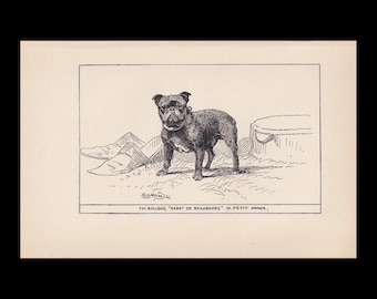1900 TOY BULLDOG DOG Print - Original Antique Dog Print - Dog Wall Art - Dog Lover - Dog Gift - 8.6 x 5.6 Inches