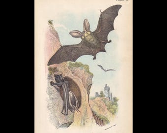 1896年 オオミミコウモリの版画 - コウモリの壁掛けアート - コウモリ目 - アンティーク版画 - 動物の壁掛けアート - ハロウィンの装飾 - 7 x 4.7インチ