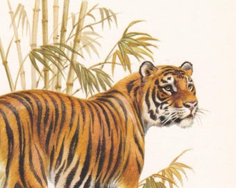 1960 TIGER Print - Vintage Animal Print - Mammal Illustration