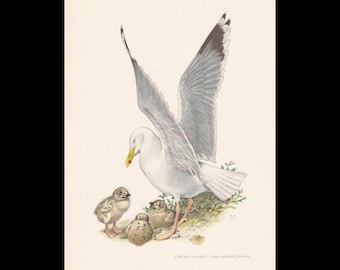 May include: A vintage-style illustration of a white adult herring gull with grey wings and a yellow beak standing over three small, speckled grey and brown chicks on sandy ground, with the text Larus argentatus Pontop.