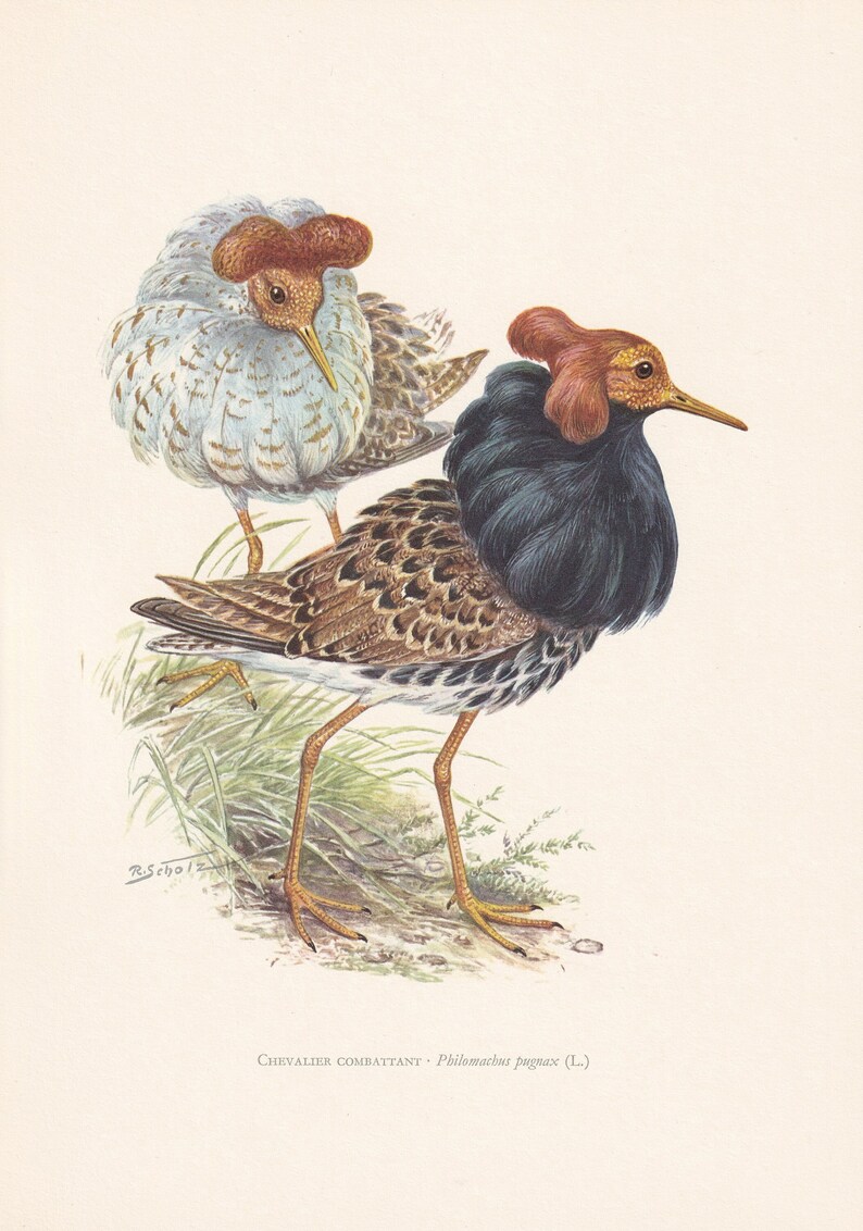 Blue Ruff Bird 1960 RUFF Bird Print - Vintage Bird Print - Bird Illustration - Bird ...