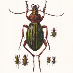 1960 CARABUS BEETLE Print - Vintage Insect Print - Bugs Illustration - Insect Wall Art - Vintage Entomology Print - 7.5 x 10.6 Inches