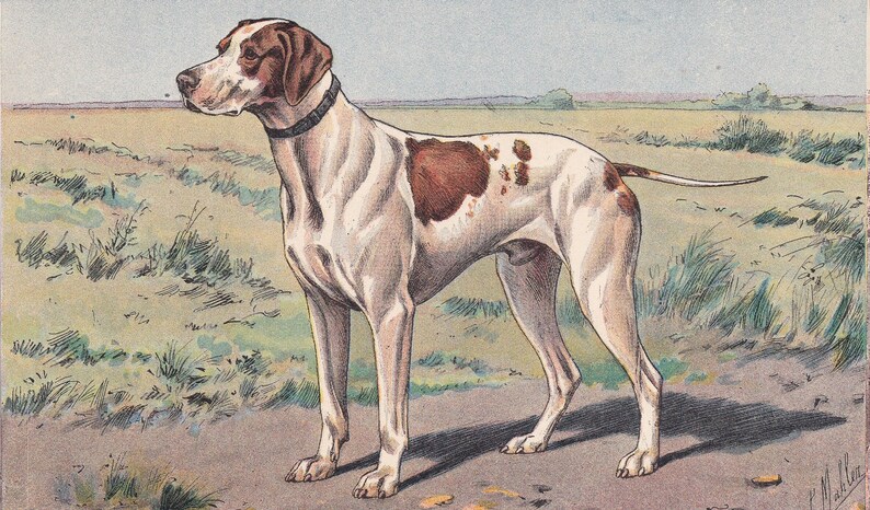 Rare 1931 BRAQUE SAINT-GERMAIN Print Original Antique Hunting Dog Print Animal Wall Art Dog Wall Art 92 Yrs Old 11 x 7.75 Inches image 2