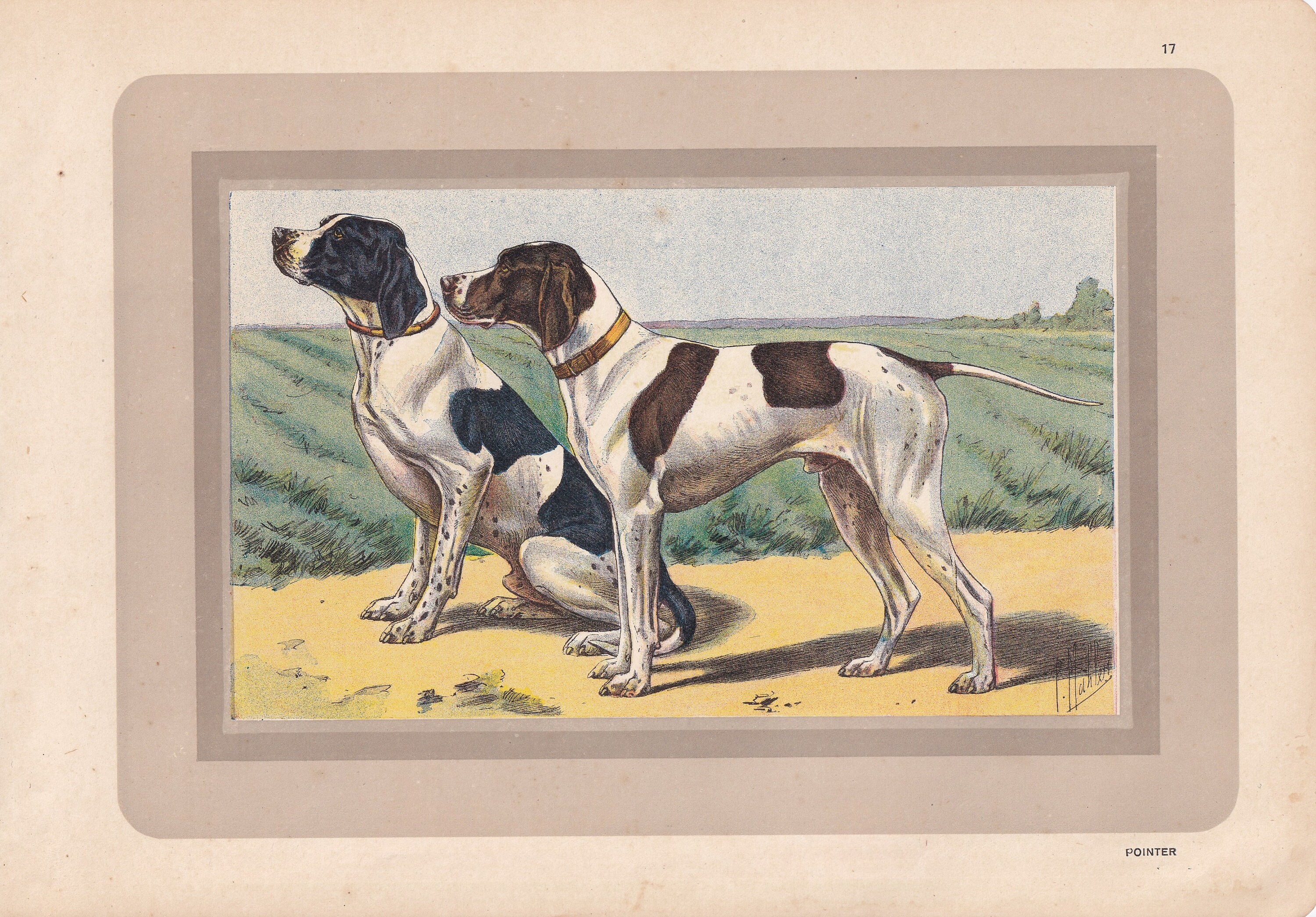 1931 POINTER DOG Druck - Original antiker Jagdhund Druck - Tier Wandkunst - Hunde Wandkunst - 92 Jahre alt - 28 x 20 cm