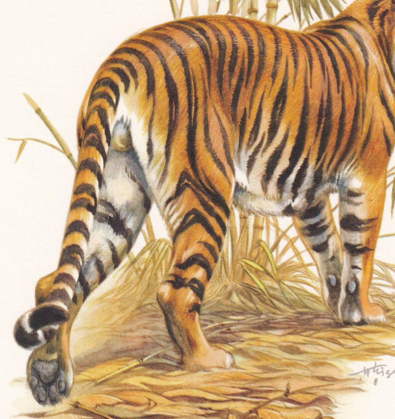 絵画 Tiger 1960 TIGER Print - Vintage Animal Print - Mammal Illustration