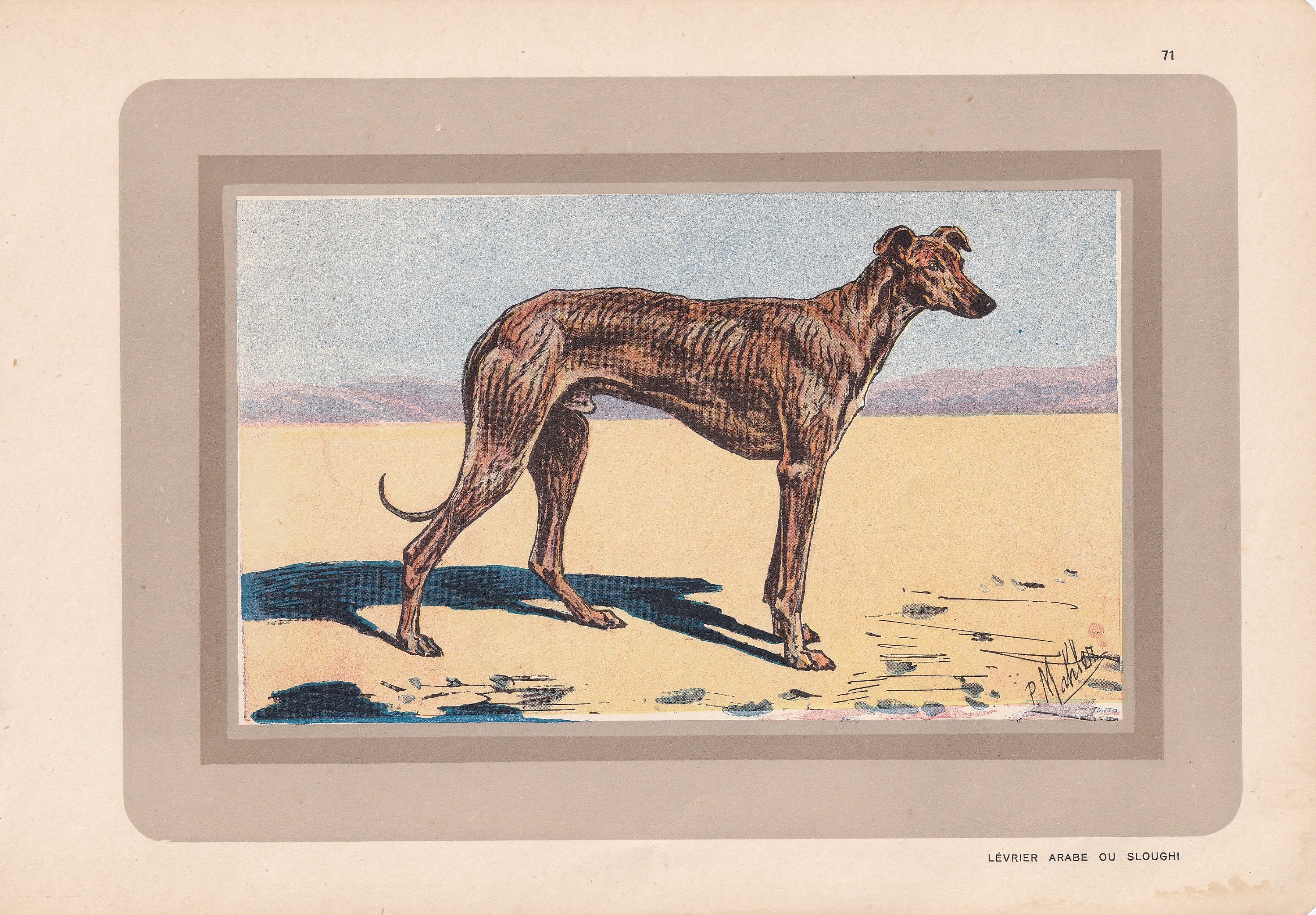 Rare 1931 ARABIAN GREYHOUND SLOUGHI Print Original