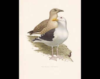May include: A detailed ornithological illustration featuring two gulls standing on a rocky outcrop. One gull has white and black plumage with a yellow beak, while the other displays mottled brown and tan feathers. Text reads Goéland marin - Larus marinus L.