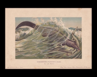 1902 TYLOSAURUS Print - Cretaceous Reptile - Paleoart - Prehistoric Animals Wall Art - Antique Dinosaur - 10.5 x 7.5 Inches