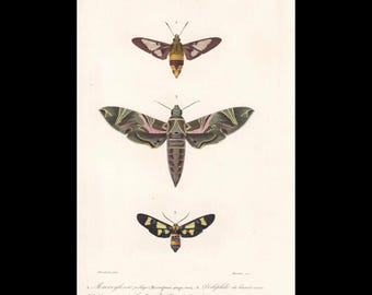キョウチクトウスズメガ（Daphnis nerii）は、本物の蛾、昆虫学