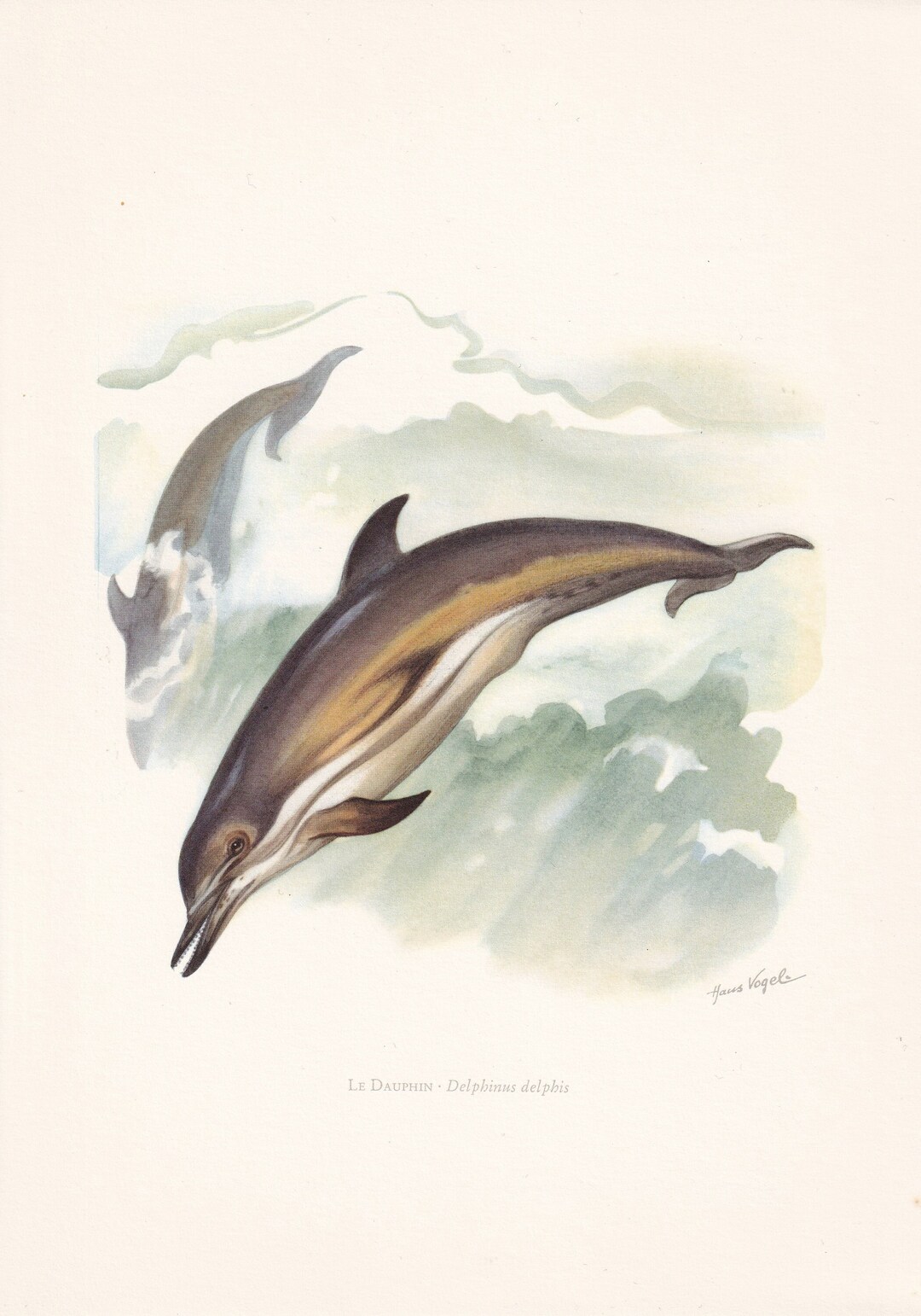 1960 COMMON DOLPHIN Print - Vintage Animal Print - Animal Illustration ...