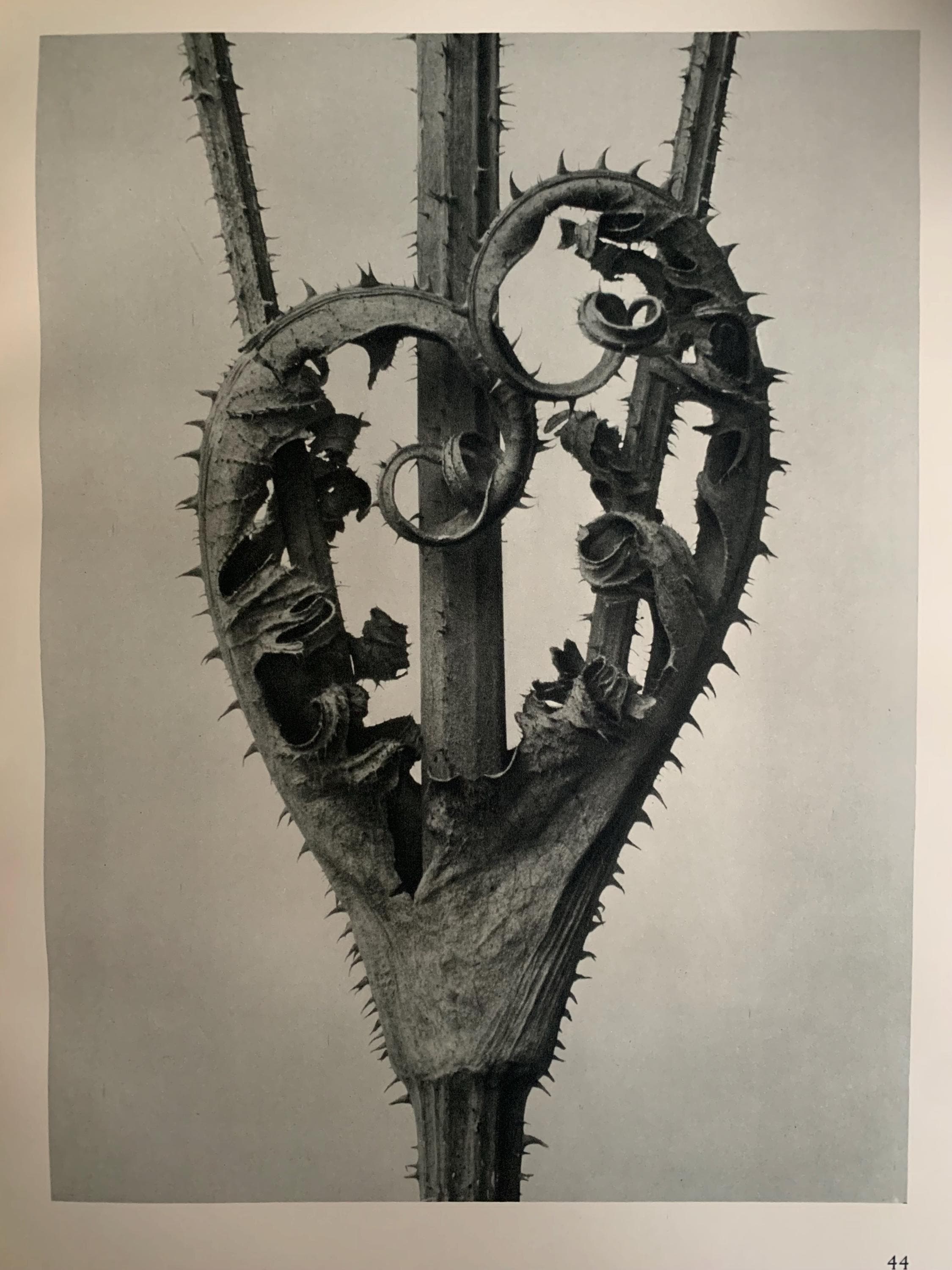 1929年 カール・ブロスフェルト作 版画 - カットリーフ・ティーゼル
