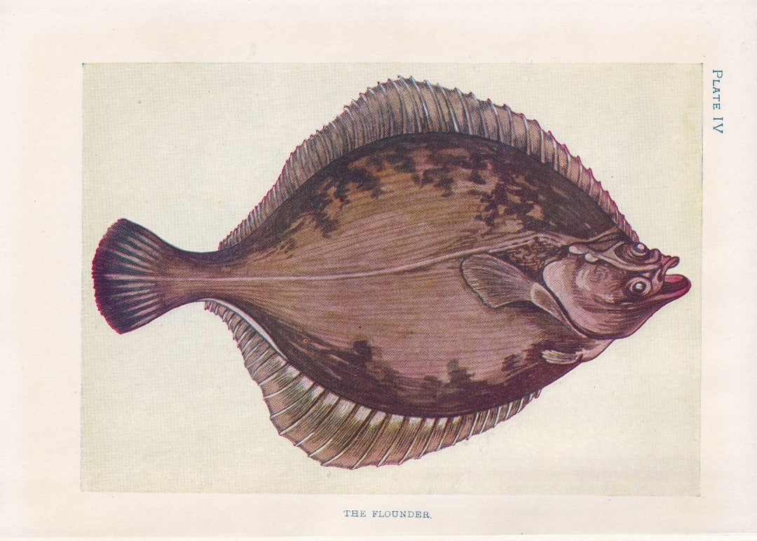 1907 FLOUNDER FISH Print Original Antique Marine Print Fish Wall 1907 FLOUNDER FISH Print Original Antique Marine Print Fish Wall