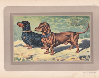 1931 DACHSHUND DOG Print - Original Antique Hunting Dog Print - Dog Wall Art - 92 Years Old - 11 x 7.75 Inches