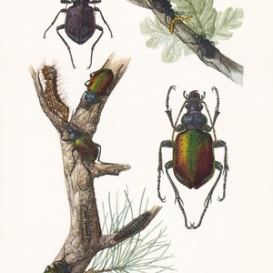 1960 FOREST CATERPILLAR HUNTER Print - Vintage Insect Print - Bugs Illustration - Insect Wall Art - Vintage Entomology Print - 63 Years Old