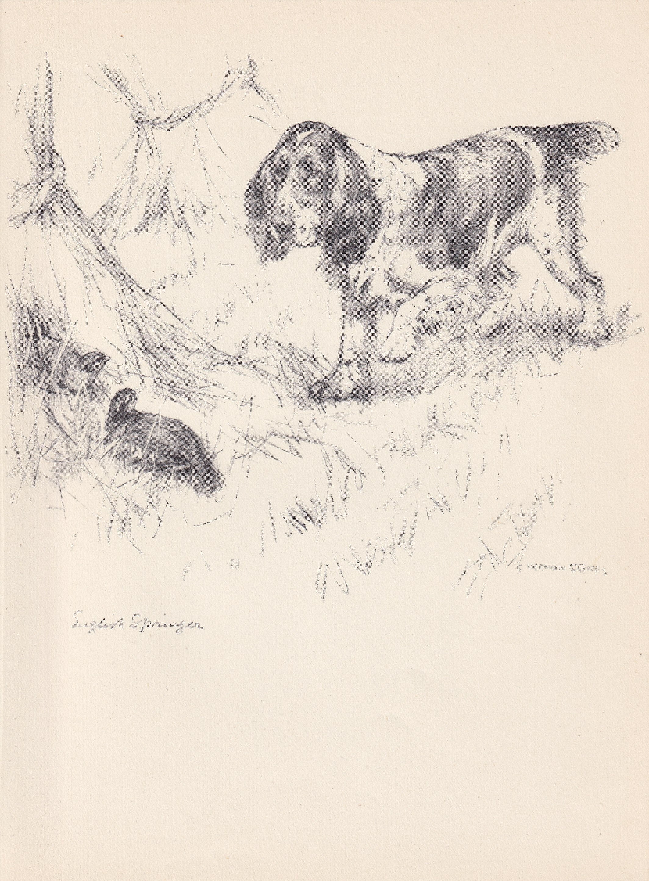1938 ENGLISH SPRINGER SPANIEL Print - Antique Dog Print - Vernon Stokes ...