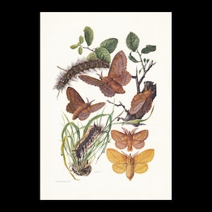 1960 LAPPET MOTH Print - vintage insect - vlindermuurkunst - 7,5 x 10,6 inch