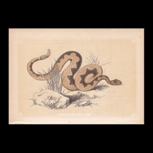 May include: A vintage-style illustration of a coiled rattlesnake on a light tan background. The snake features brown diamond-shaped markings and a rattle on its tail. Below the snake, a rock and grass are depicted. The text THE RATTLE SNAKE is visible.