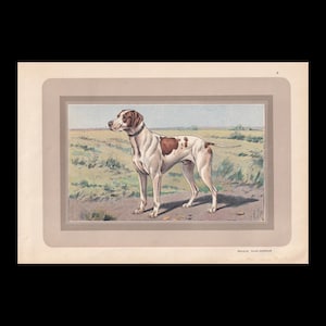 May include: A vintage-style print featuring a Braque Saint-Germain dog standing in a grassy field. The dog has a white coat with brown patches on its head and body, and wears a dark collar. The text "BRAQUE SAINT-GERMAIN" is printed below.