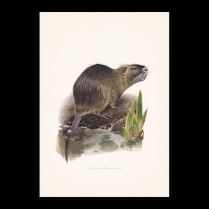 1960 NUTRIA aka COYPU-tryck - Vintage djurtryck - Däggdjursillustration - Väggkonst - 18 x 25 cm