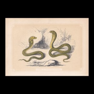 Litet 1851 INDISK KOBRA & HUGGORMSORM - Original Antik Djurtryck - Orm Väggkonst - 6,65 x 4,75 Tum