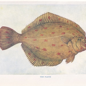 1907 PLAICE FISH Print - Original Antique Marine Print - Fish Wall Art - Sea Life Print - 116 Years Old - 6.15 x 4.25 Inches