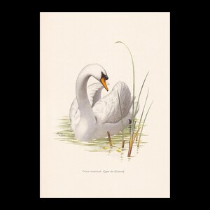 Peut inclure: Illustration vintage d'un cygne dans un étang, avec des plumes blanches, un bec orange et un cou courbé. Des roseaux verts et des plantes aquatiques entourent le cygne. L'œuvre a un style classique et détaillé.