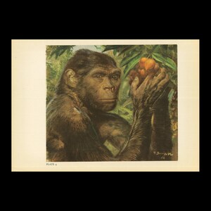 Large 1960 JAVA MAN (Homo erectus) Print - Prehistoric Man Print - Paleoart - Human Evolution Print - Neanderthal Art - 13.5 x 9.75 Inches