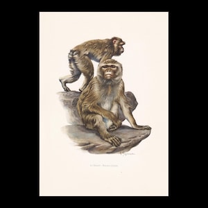 Könnte beinhalten: Ein Vintage-Druck mit zwei Berberaffen. Einer sitzt auf einem Felsen, der andere geht dahinter. Die Illustration verwendet gedämpfte Braun- und Grautöne mit detaillierten Felltexturen und einem naturalistischen Stil. Der Text unten lautet "Le Magot - Macaca sylvana."