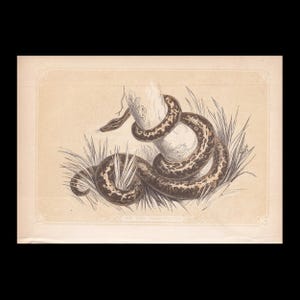 May include: A vintage-style illustration on beige paper depicting a boa constrictor coiled around a tree trunk amidst blades of grass. The snake features dark brown mottled patterns on its body. The text THE BOA CONSTRICTOR is printed below.