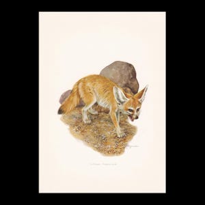 1960 FENNEC FOX-afdruk - vintage dierenprint - zoogdierillustratie - muurkunst - 7,5 x 10,6 inch afbeelding 1
