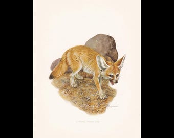 1960 FENNEC FOX-afdruk - vintage dierenprint - zoogdierillustratie - muurkunst - 7,5 x 10,6 inch