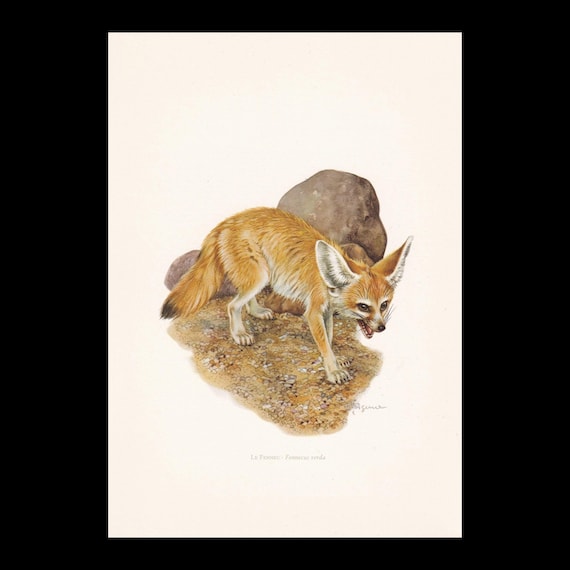 1960 FENNEC FOX Print - Vintage Animal Print - Mammal Illustration - Wall Art -  7.5 x 10.6 Inches