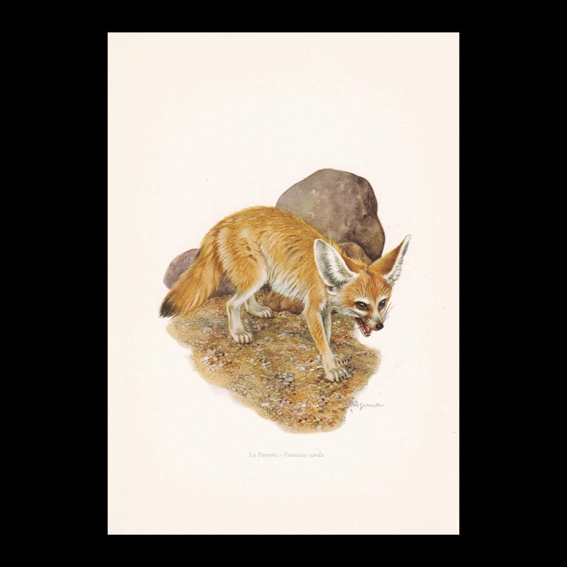 1960 FENNEC FOX-afdruk - vintage dierenprint - zoogdierillustratie - muurkunst - 7,5 x 10,6 inch afbeelding 1
