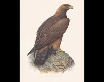1960 GOLDEN EAGLE Vogel Druck - Vintage Vogel Druck - Vogel Illustration - Vogel Wandkunst - Vogel Dekor - 19,5 x 28 cm