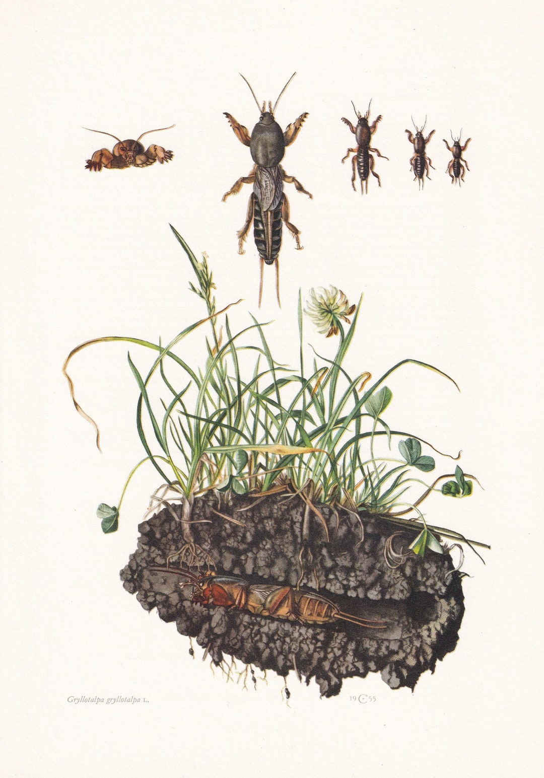 1960 MOLE CRICKET Print - Vintage Insect Print - Bugs Illustration ...