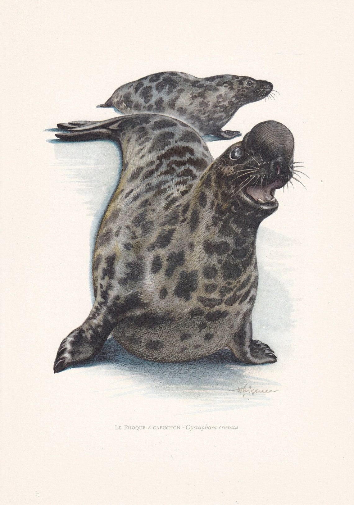 1960 HOODED SEAL Print - Vintage Animal Print - Animal Illustration ...