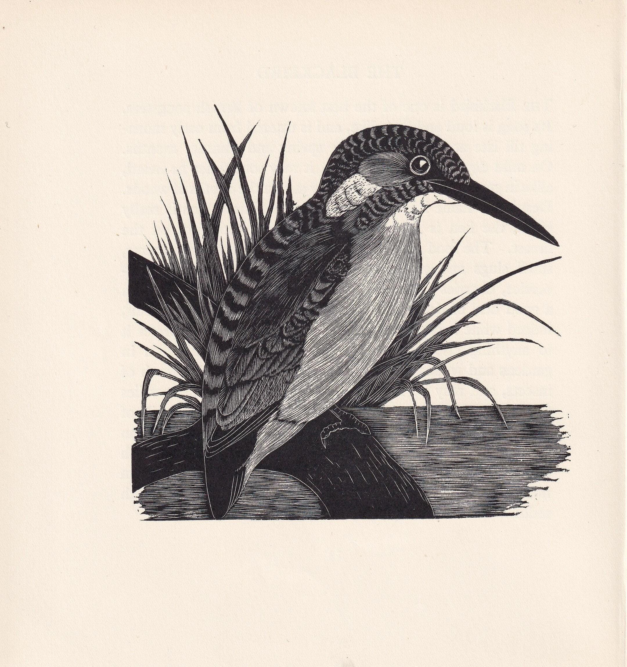 1929年 カワセミの木版画 - 鳥の壁掛けアート - 鳥の木版画