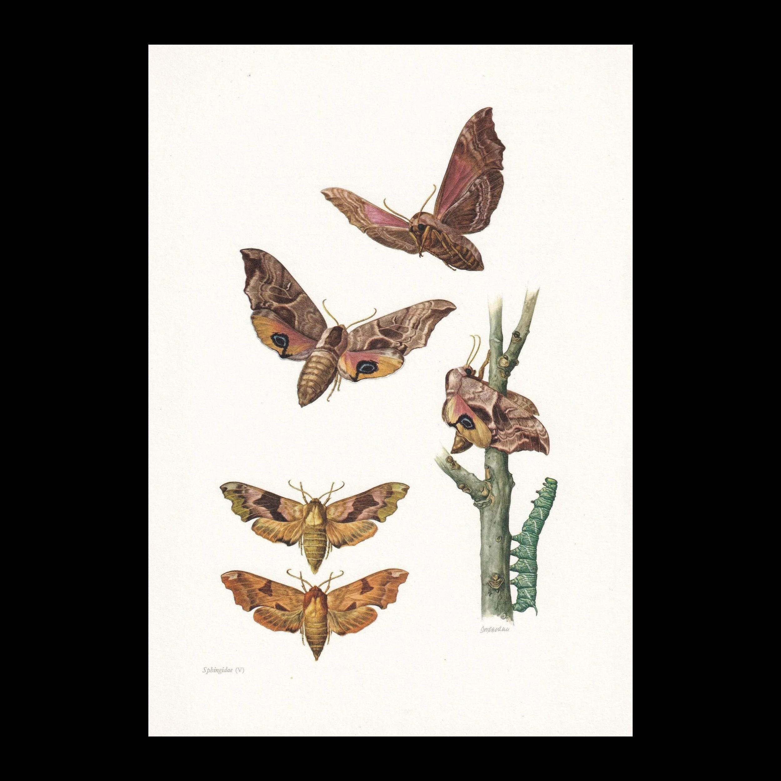 1960 HAWK MOTH Print - Original Vintage Insect Print - Bug Illustration ...
