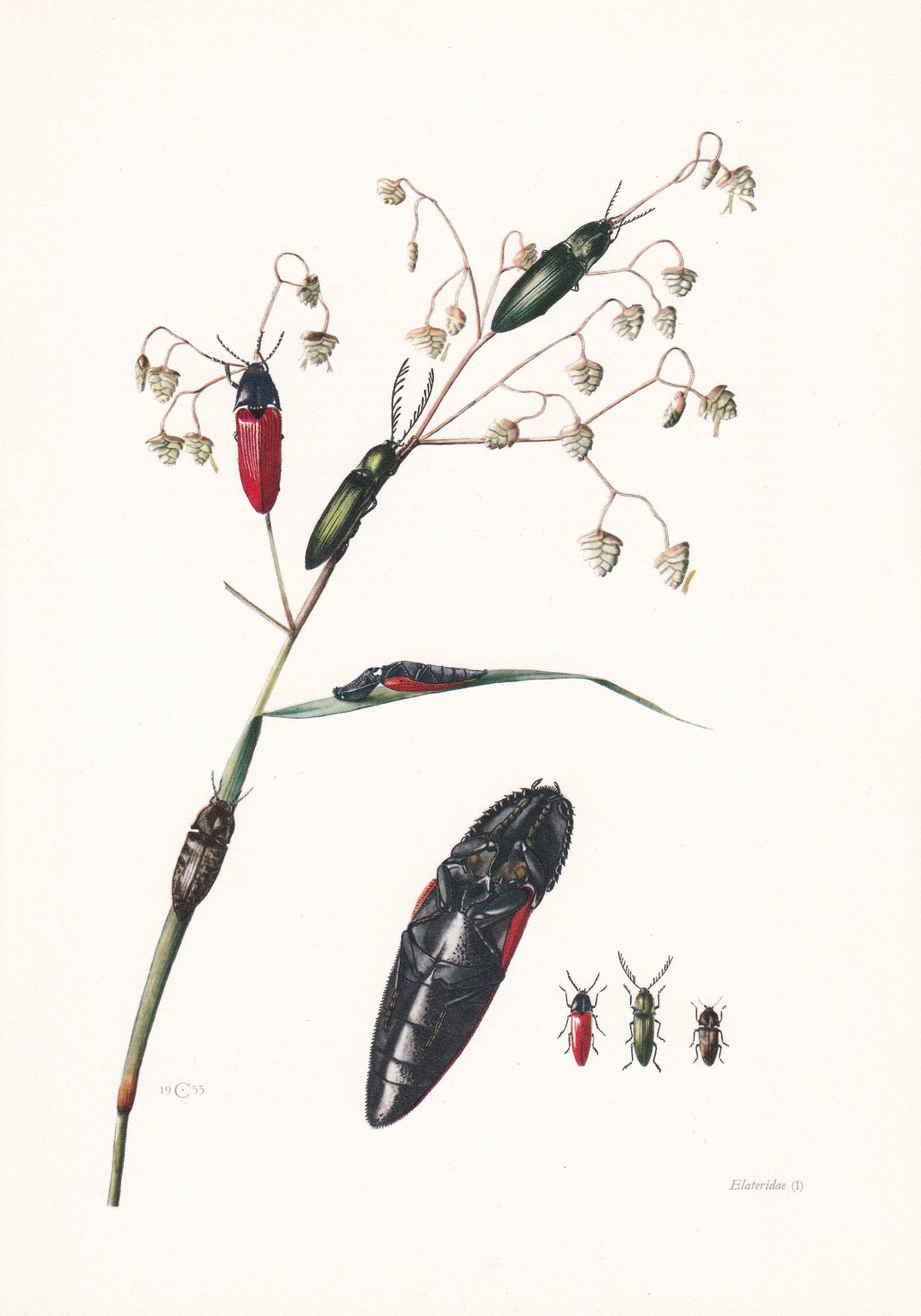 1960 CLICK BEETLE Print - Vintage Insect Print - Bugs Illustration ...