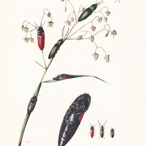1960 CLICK BEETLE Print - Vintage Insect Print - Bugs Illustration - Insect Wall Art - Vintage Entomology Print - 7.5 x 10.6 Inches